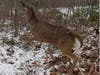 Freed from its icy prison, the deer was able to scurry back into the woods to safety, above.