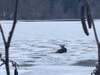 West Hartford responders rescued a deer that was trapped on the ice at a reservoir Tuesday morning. The deer, above, didn't fall through, but could not get up from the slippery surface.