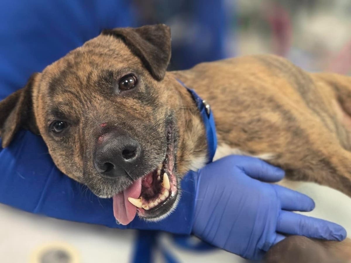 West Hartford Animal Control Seeks Info On Cute Dog Hit By Vehicle ...