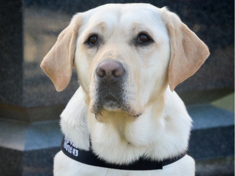 His name is 'Beacon,' and this shining light is the East Hartford Police Department's newest staff member.