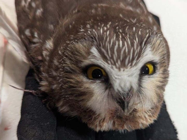 This injured owl found in Avon last December has recovered and was released into the wild by the Roaring Brook Nature Center in Canton last month.