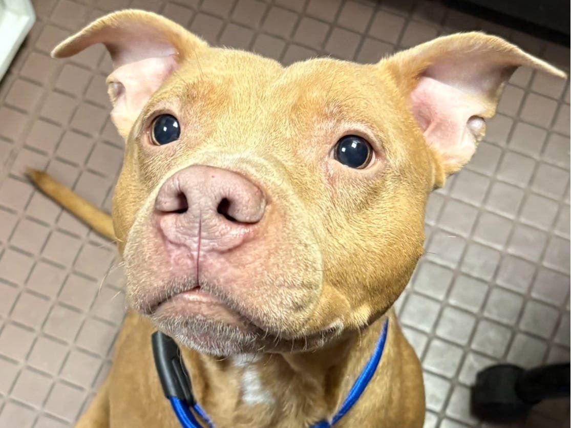 Reward Offered For Info On Dog Abandoned At West Hartford