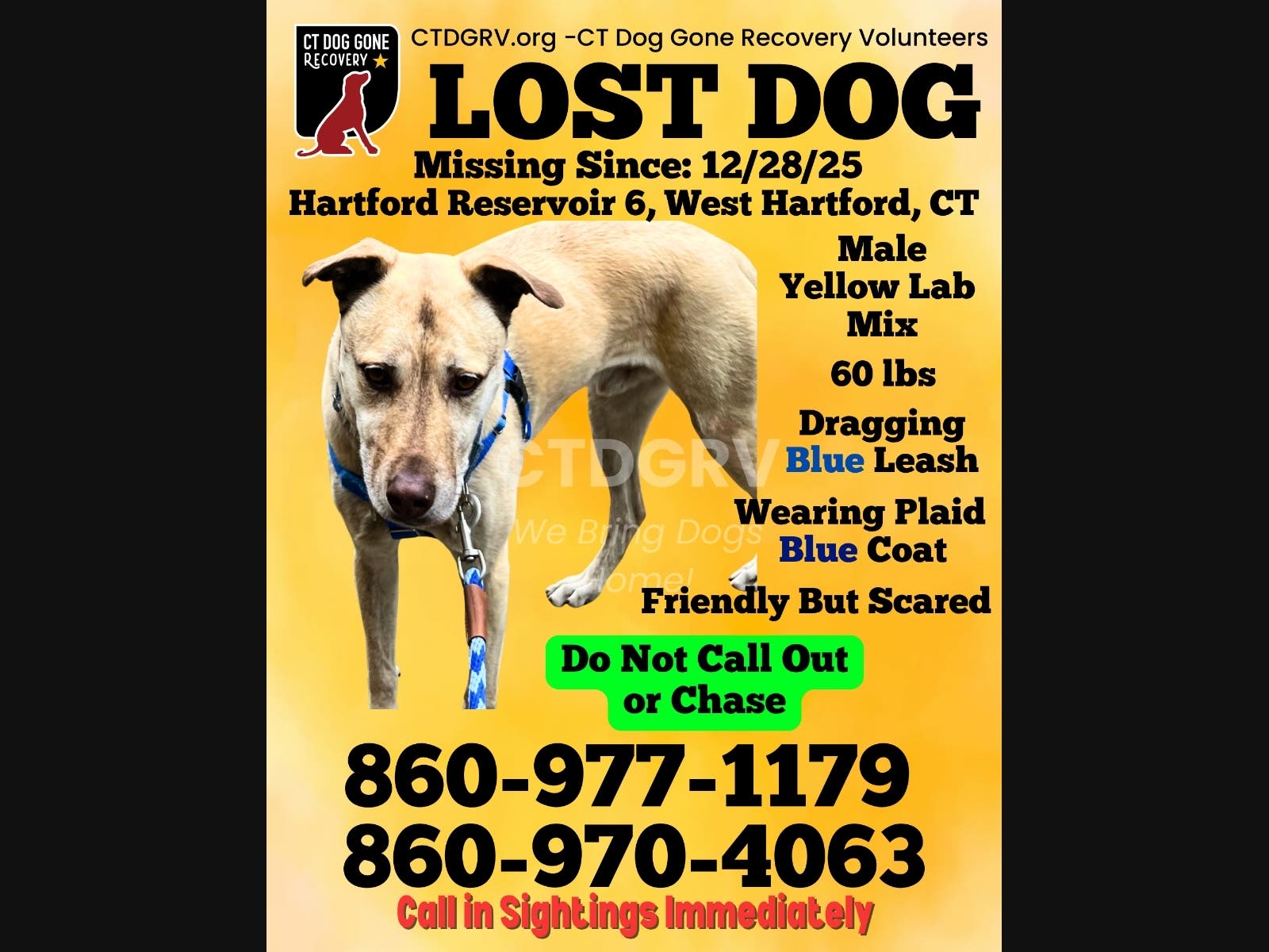 West Hartford Woman Frantic As Beloved Dog Disappears In Woods | West ...