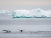 The Raymond family of Simsbury had this jaw-dropping sight in Antarctica last December ... two whales.