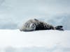 In addition to penguins, the Antarctic continent featured plenty of seals, this one captured on the Raymond family's camera while on a trip there.