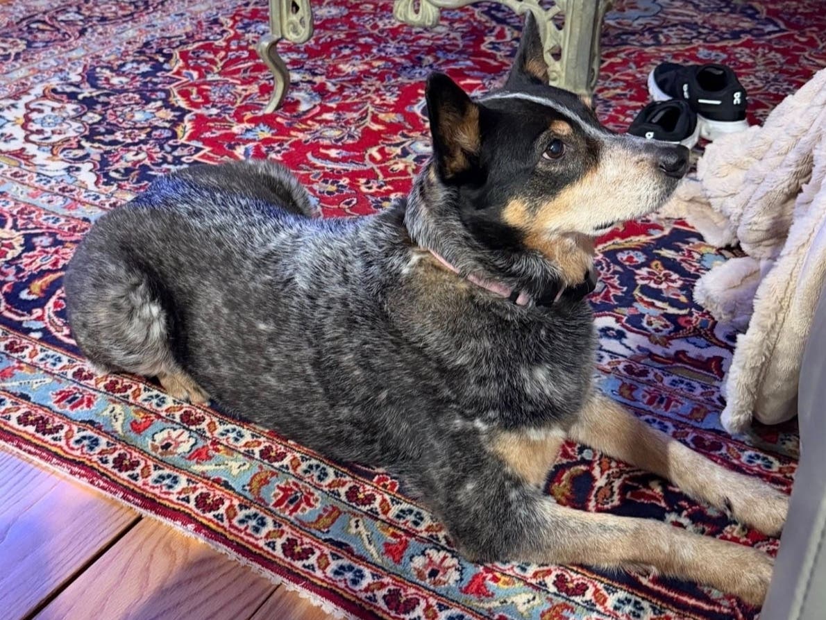 'Hazel' is the beloved dog of Simsbury Deputy First Selectman Steven Antonio, whose home was badly damaged earlier this week in a fire that claimed the life of his other dog, 'Fiona.' 'Hazel' fled the fire and has been seen in town, but remains missing.