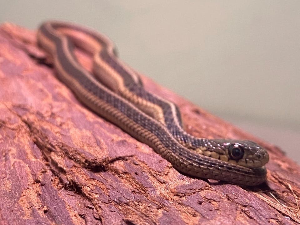This Eastern garter snake was found in the wild back in November on the grounds of the Roaring Brook Nature Center in Canton. As a result, it has spent its winter inside the center and will be released when the weather warms.