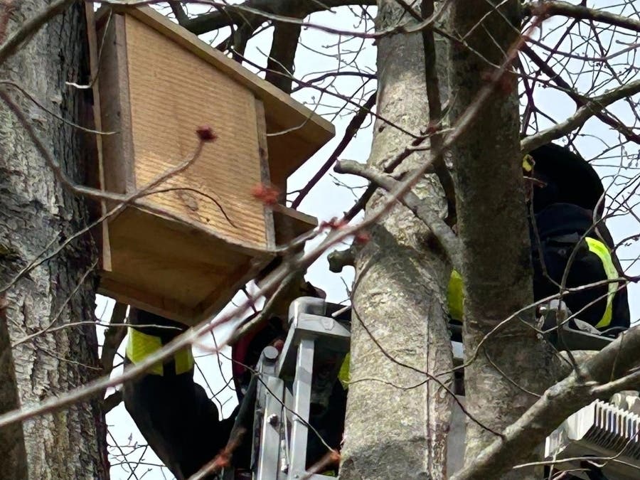 The Avon Volunteer Fire Department last week went up into a tree in town not to rescue a cat, but to build a special shelter for a rather unique furry friend to the town's animal control department.