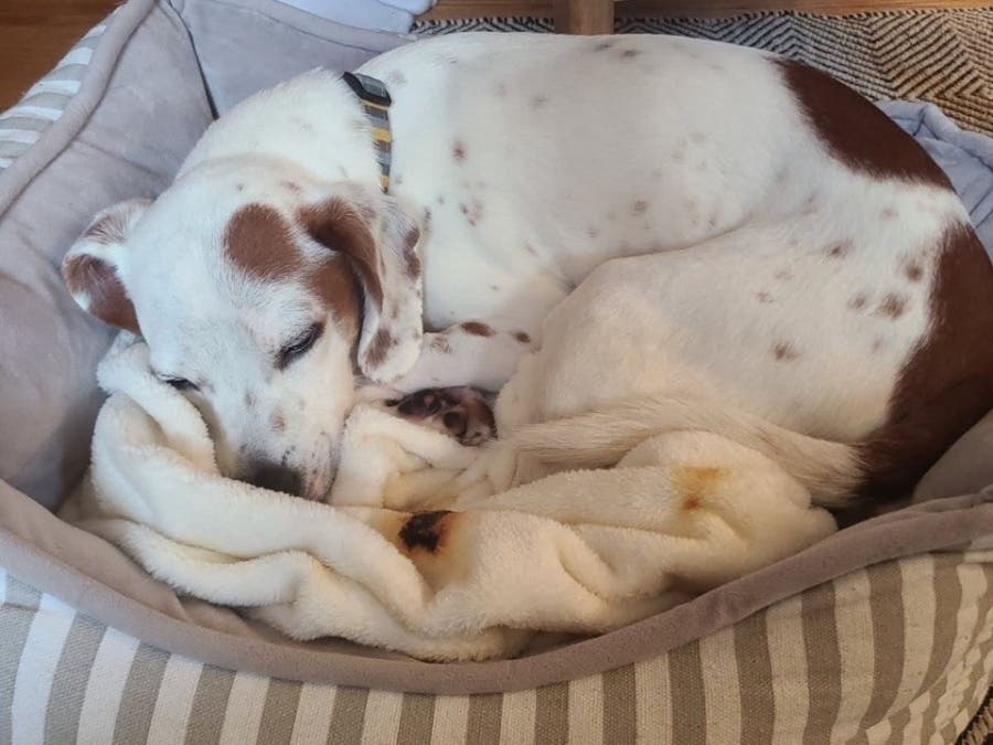 'Winston,' the beloved mixed-breed family dog of Roy Porter, was found safe and sound in Farmington on Wednesday evening after spending five days roaming Farmington and Bristol.