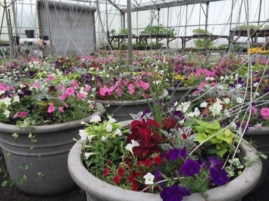 A neighborhood beautification effort is underway as 'Elmwood Blooms!' begins its 2026 fundraising campaign to support seasonal flower planters along a prominent West Hartford roadway.