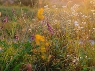 This new meadow at Wolcott Park is in bloom this spring, and now, the town is hoping some nature-loving residents can help it maintain its natural beauty.