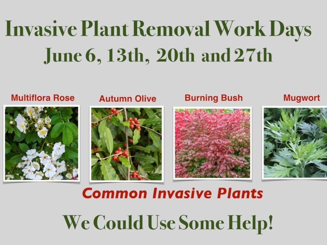The Simsbury Land Trust needs volunteers this month to help remove invasive plant species from its properties.