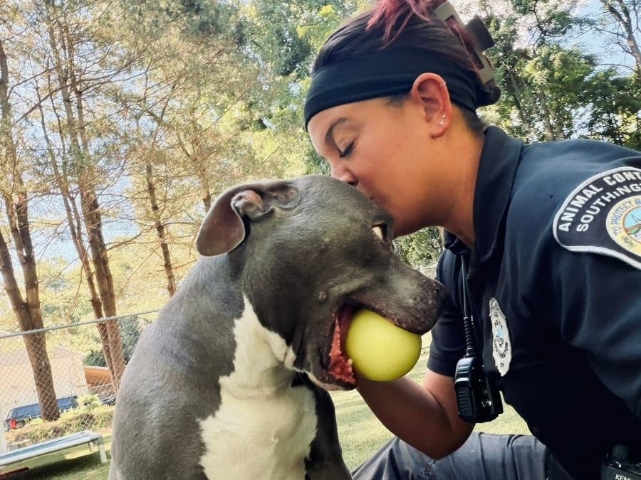 'Sampson' or 'Sami' enjoys some playtime recently with Southington Assistant Animal Control Officer Kelsey Doran. The department said Wednesday 'Sami' is ready for adoption and it is looking for just the right family to provide a forever home.