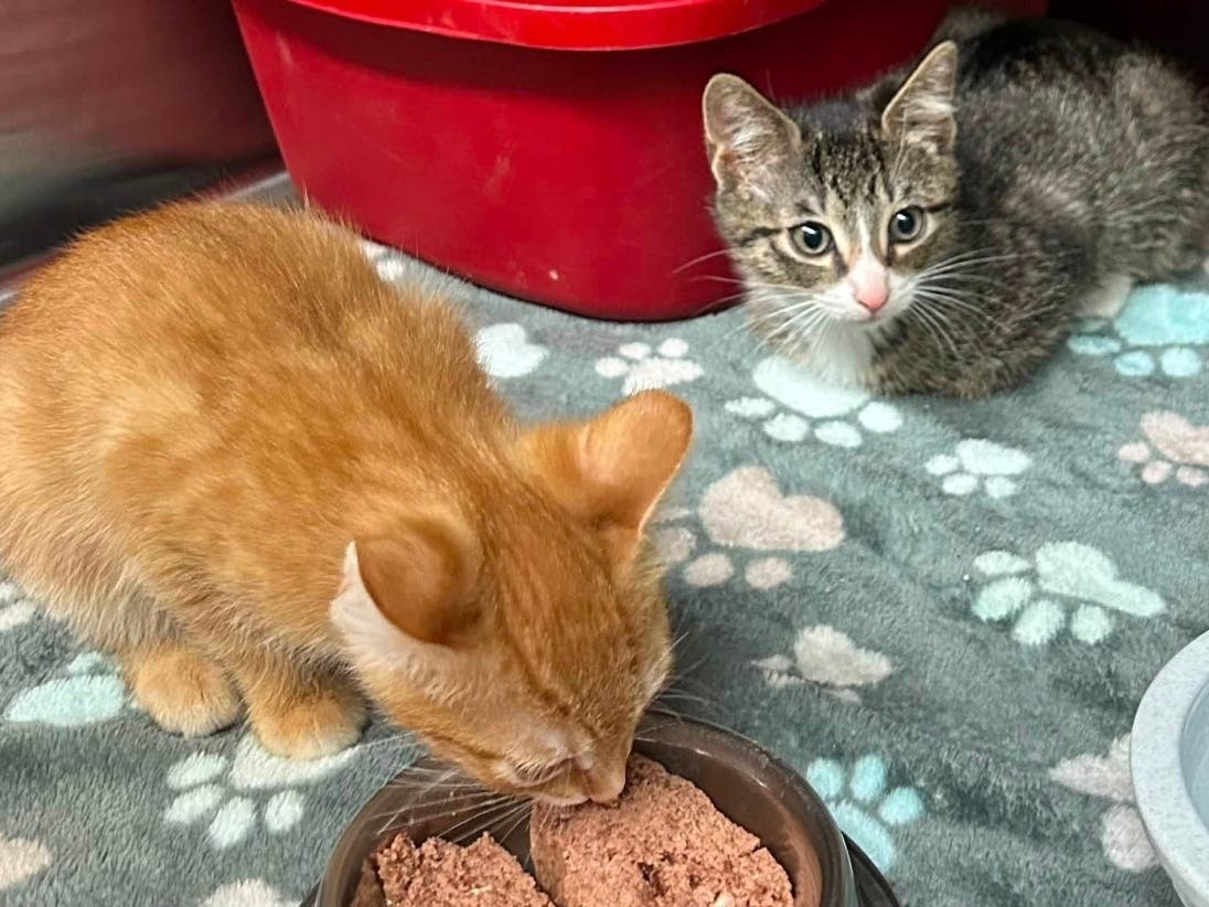 Two of the four kittens that were thrown out of a moving vehicle, along with an adult cat, in East Hartford. East Hartford Animal Control and East Hartford police are investigating,