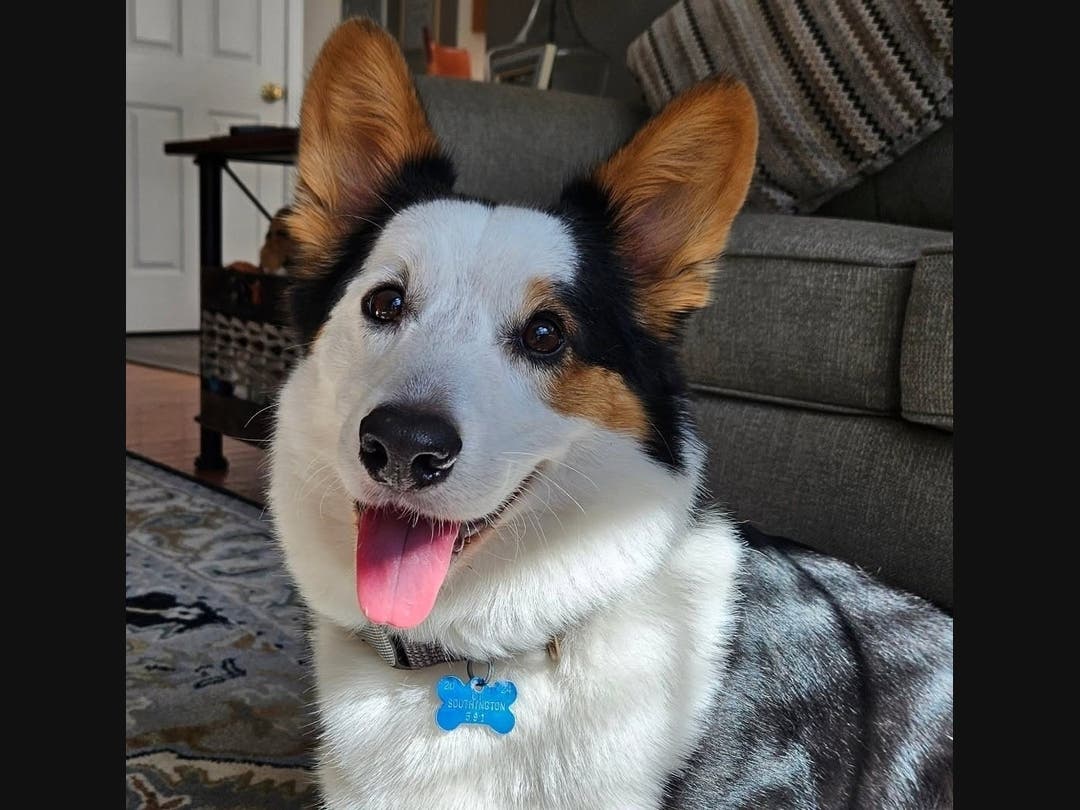 https://patch.com/img/cdn20/users/25990360/20260717/013006/styles/patch_image/public/southington-top-dog-1___17132714603.jpg