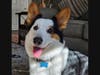 Derby Topper was named Southington's No. 1 'Top Dog' for 2026.