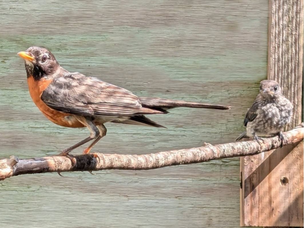 The Roaring Brook Nature Center in Canton recently shared that it has released two birds that were struck by vehicles and rehabilitated back to health in Canton.