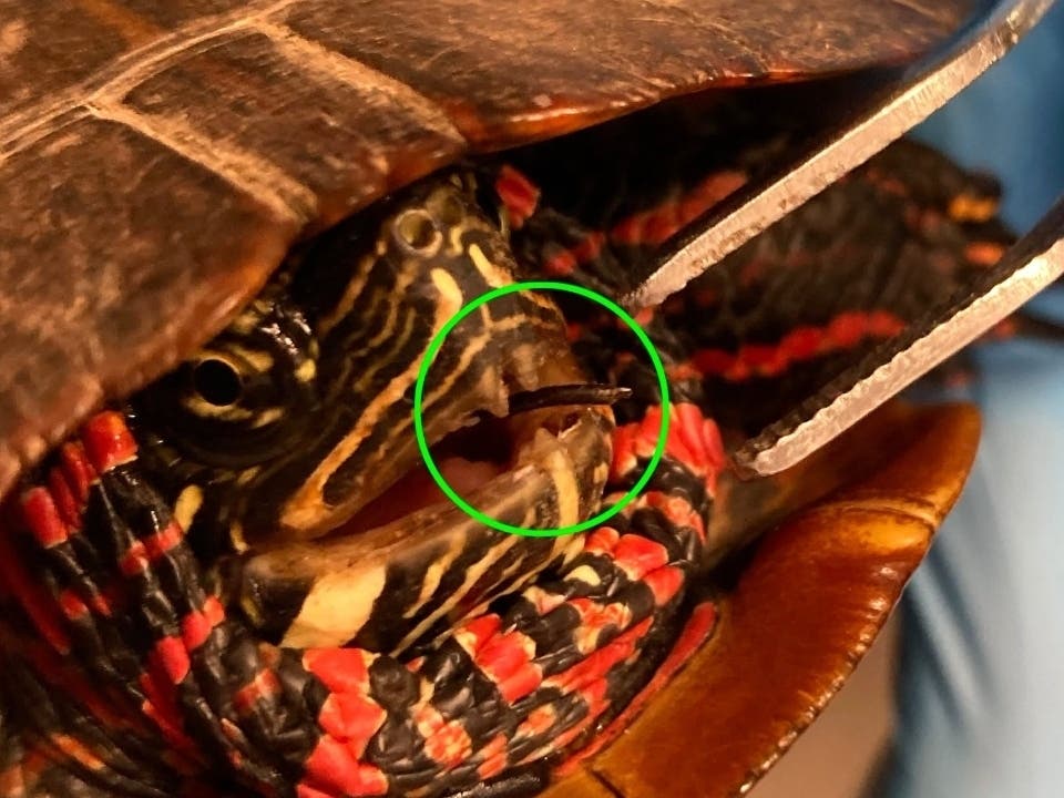 The Roaring Brook Nature Center in Canton said that it successfully rehabilitated and released into the wild an injured painted turtle, which was found with a fishhook embedded in its mouth.