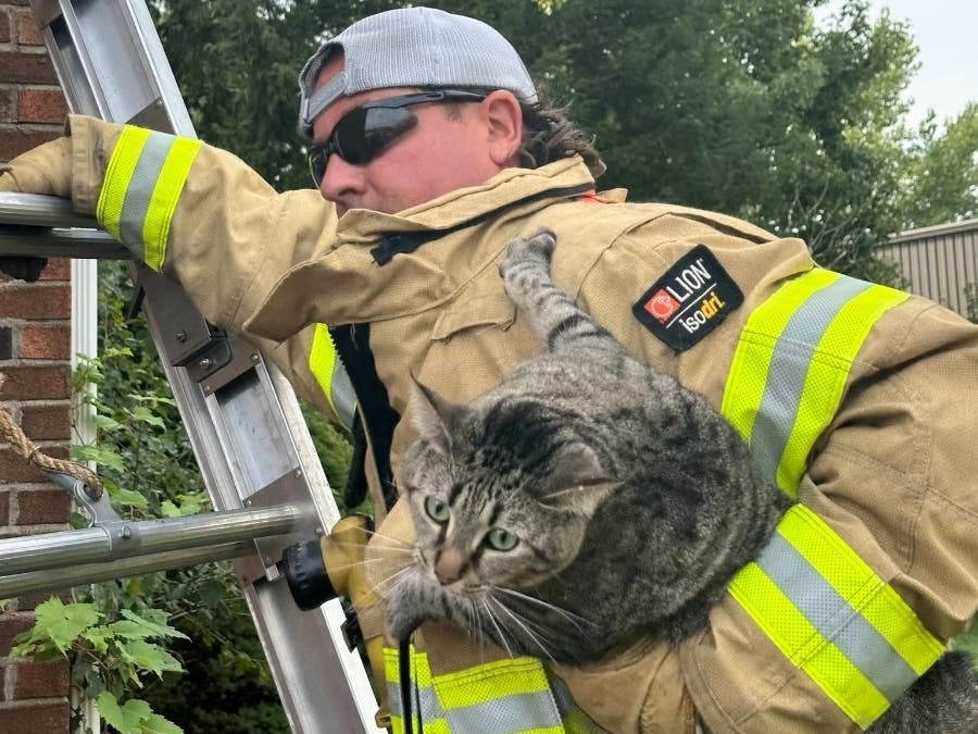 Berlin Volunteer Fire Department members had to climb a roof and rescue a cat stuck up there after it, reportedly, escaped via an open skylight.
