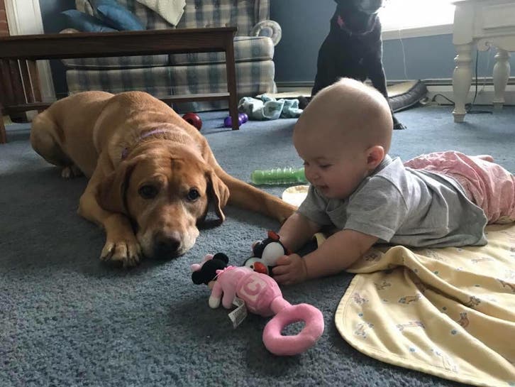 Nov 12 Baby Ready Pets No Cost To Attend Cranberry PA Patch