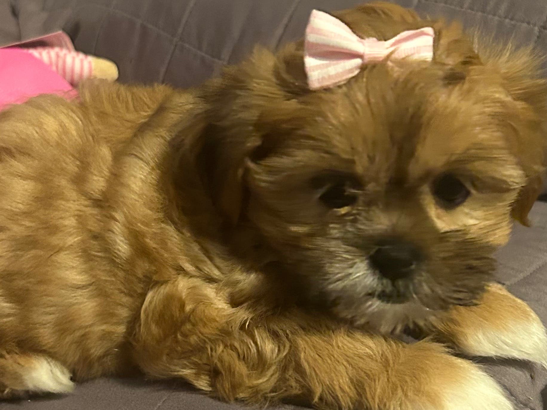 ShihPoo Pups-8 weeks okd