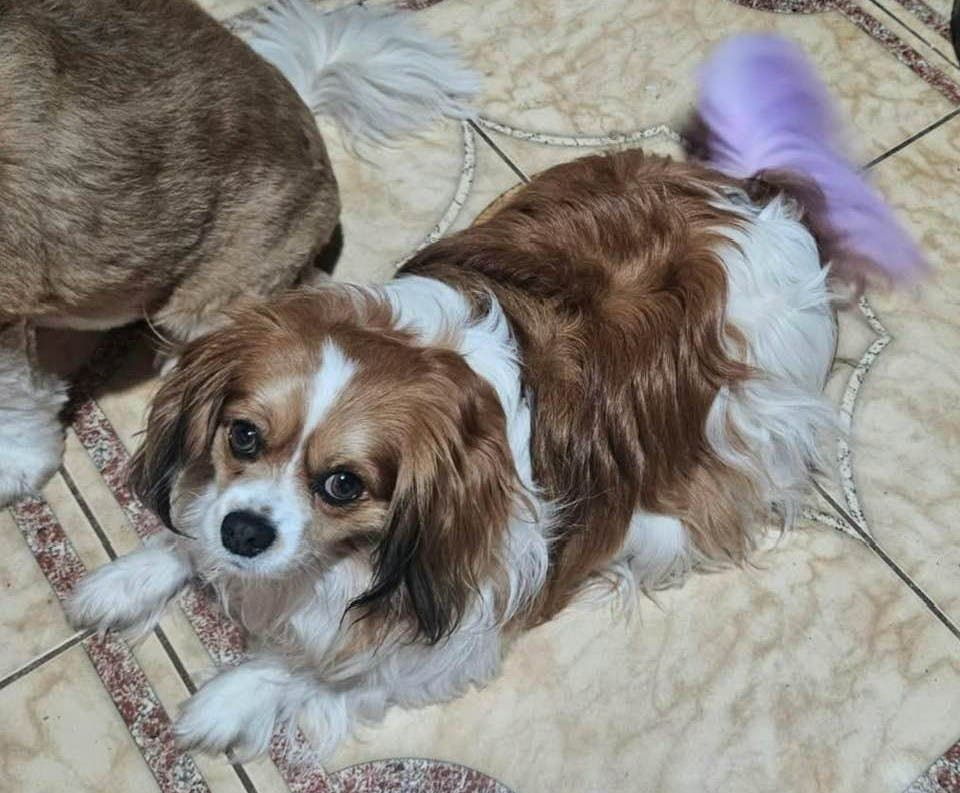 Lost Dog - possibly injured