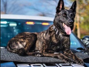 K-9 Officer Jolie with the Warrington Township Police Force.
