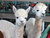 The Alpaca and Llama Show begins at 6 p.m. at the show arena.