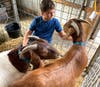 Goats will have their day at the Grange Fair on Thursday, August 18.