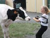The Bucks County Holstein Show begins at 10 a.m. in the show arena on Friday, August 19.