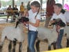 Sheep will take center stage on Friday at 4 p.m. in the Show Arena.