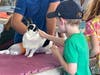 There's lot to experience at the fair, including petting a 4-H rabbit.