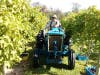Ed Ullman of Rushland Ridge Vineyards harvests grapes at his winery in Warwick Township.