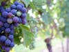 Vineyard grapes ready for the harvest in Bucks County.