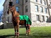 Hank the Horse in his Top Hat.