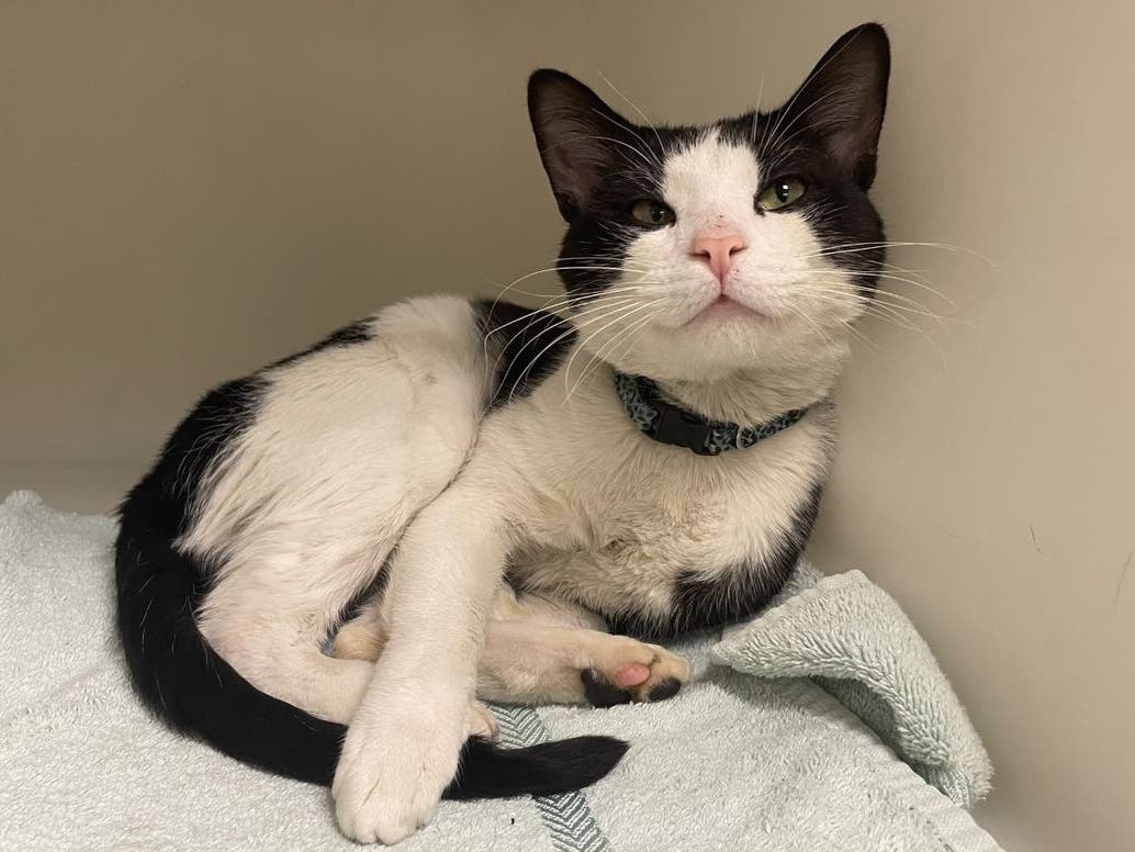 One of the cats that was rescued from the hoarding situation.