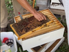 Intermediate Beekeeping Class Instructor, Dr Vince Aloyo, demonstrates the proper way to handle and mark queens by practicing on drones.