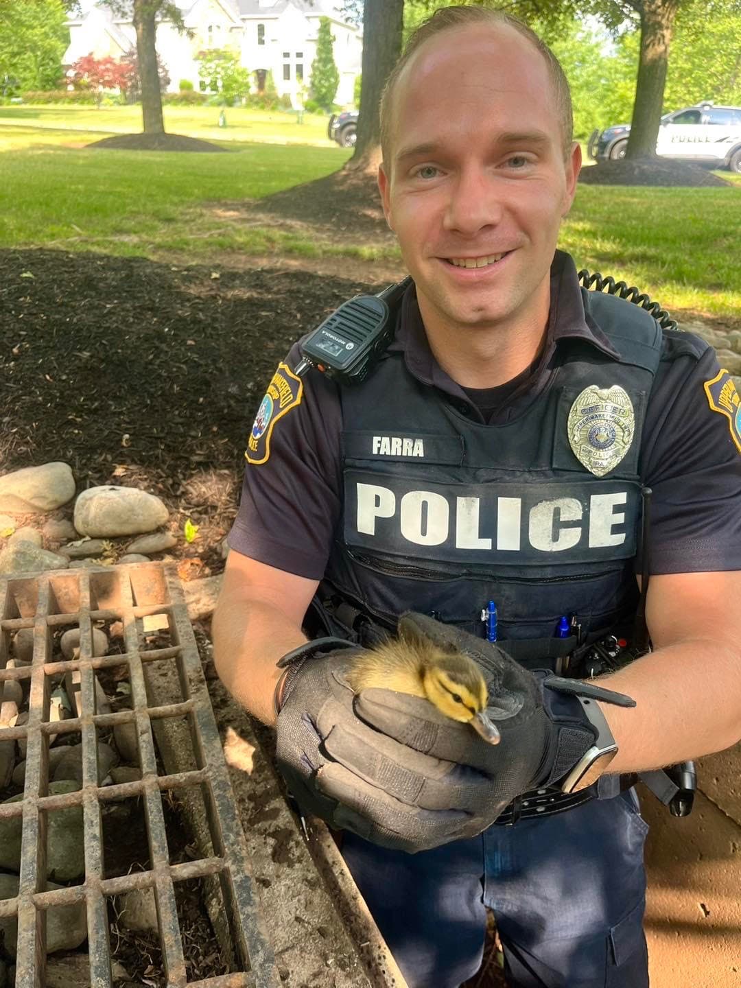 Police Rescue Ducklings Stuck In An Upper Makefield Storm Drain ...