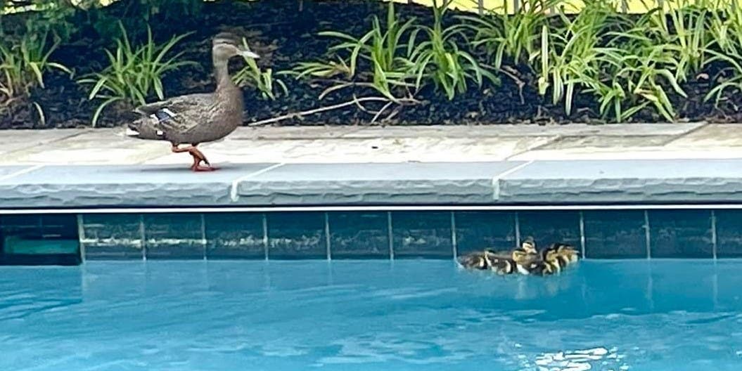 Police Rescue Ducklings Stuck In An Upper Makefield Storm Drain ...