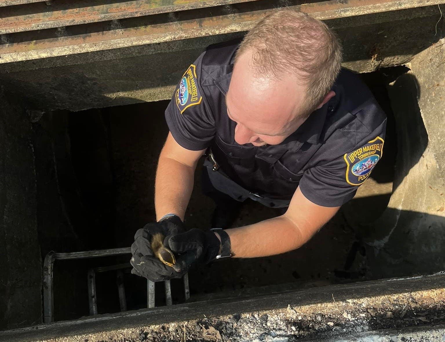 Police Rescue Ducklings Stuck In An Upper Makefield Storm Drain ...