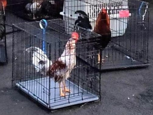 Some of the birds rescued from the cockfighting ring in February.