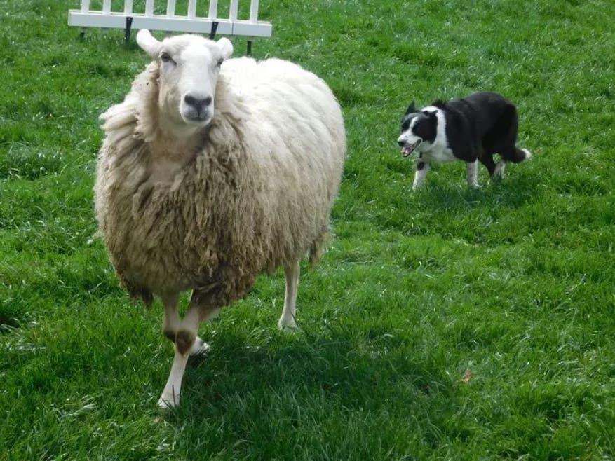 Sheep herding was among the many activities at the 2025 event.
