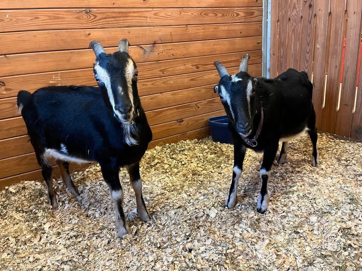 Vincent Van Goat and Goatzart are looking for a forever home.