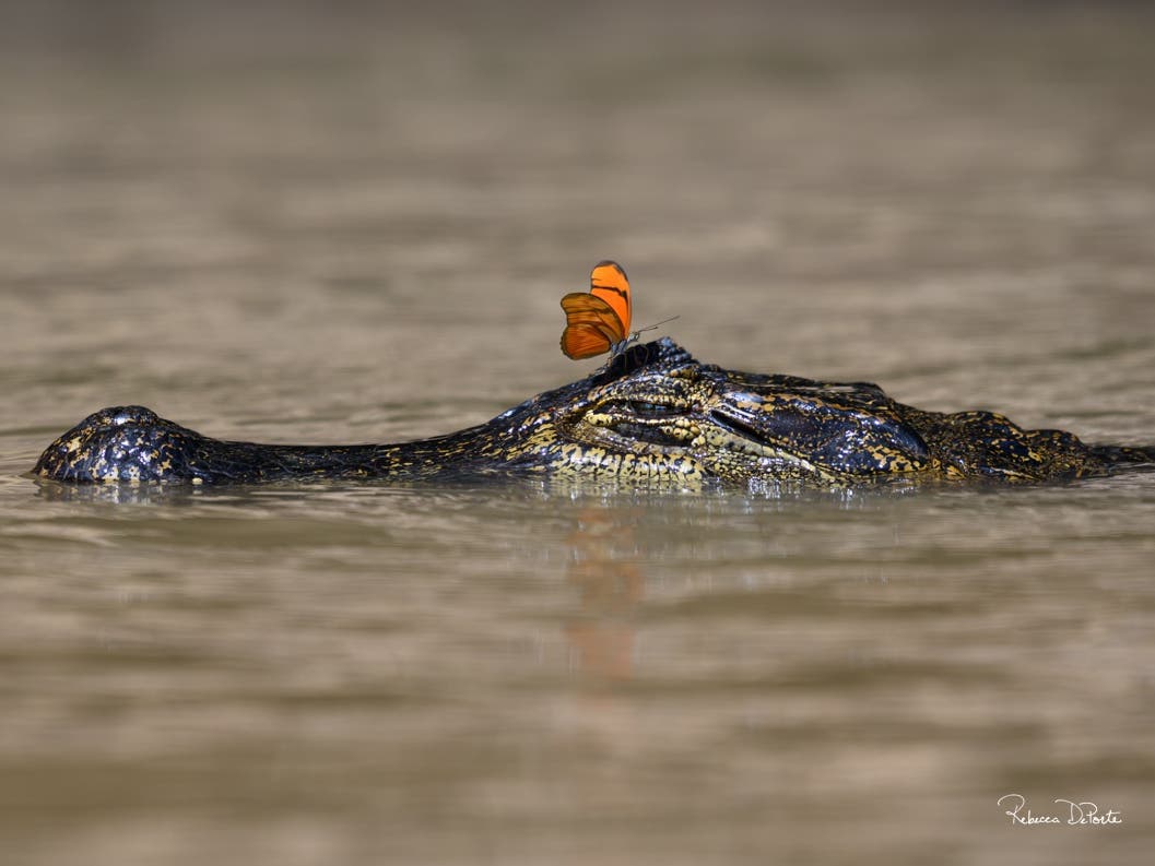 “Caimans Tears” by Rebecca DePorte