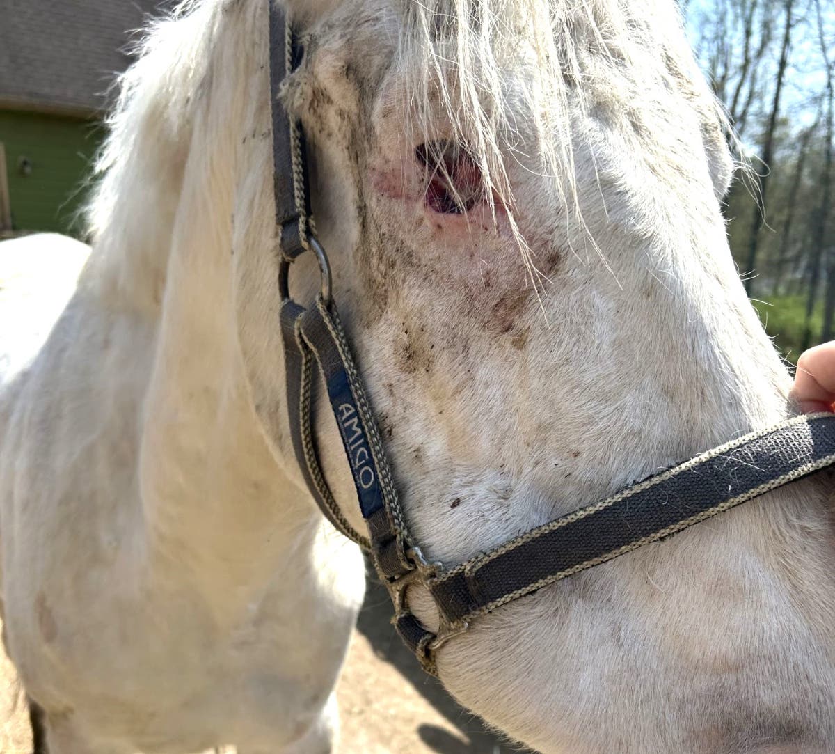 Brazilliant, an 11-year-old gelding, was euthanized after the SPCA said its owner failed to provide proper veterinary care.