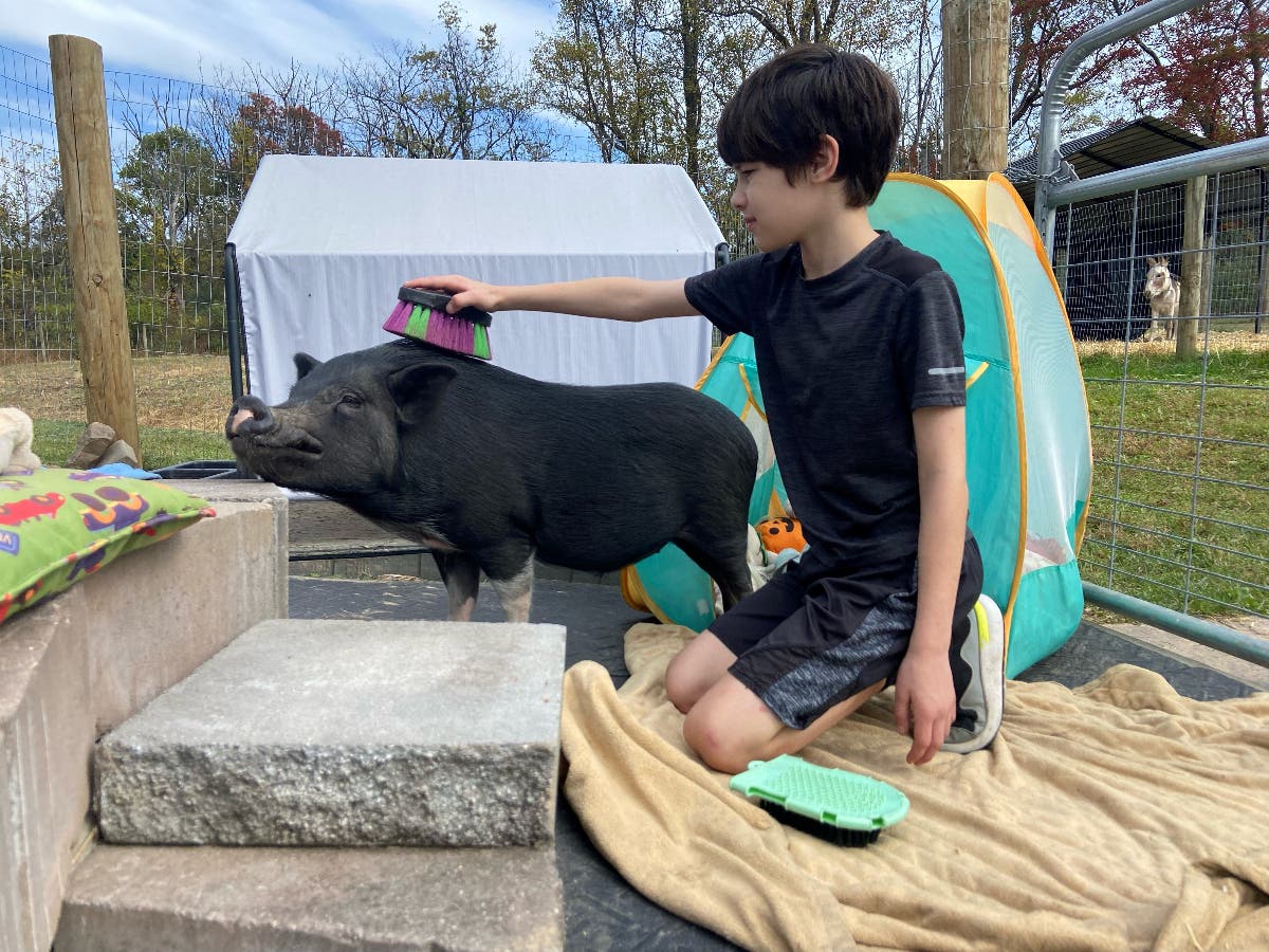Visitors to Helping Friendly Farm enjoy interacting with and grooming the pigs.
