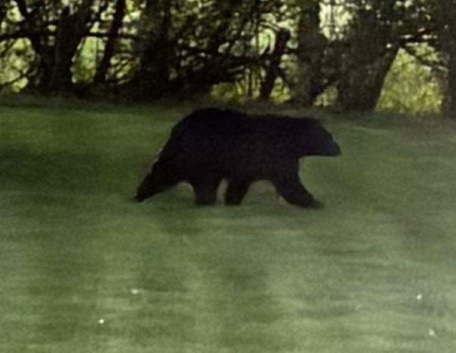 A black bear was sighted Friday morning in Solebury Township.