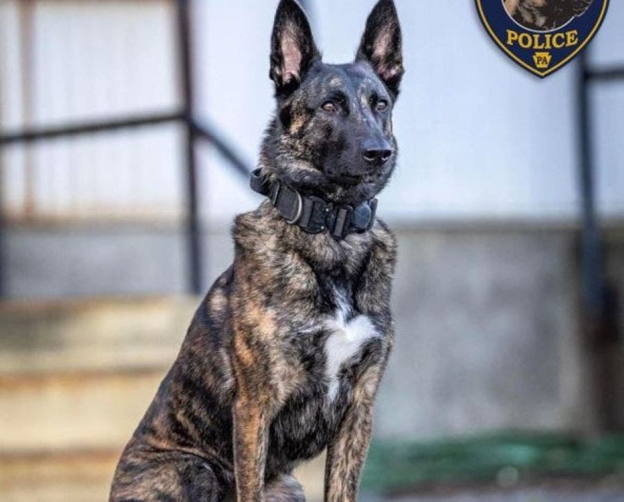 K9 Abby of the Warrington Township Police Department.