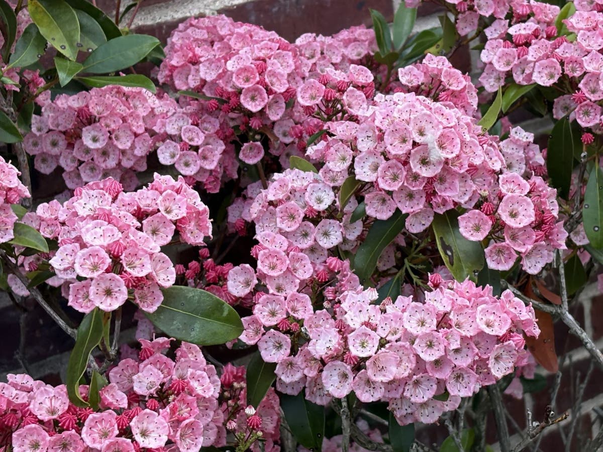 Flowers blooming in the backyard garden of Amy Smith in Newtown.