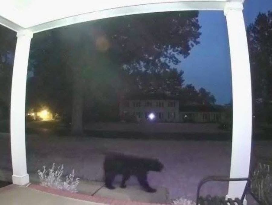 A Ring Camera caught an image of a bear roaming through Upper Makefield on Thursday morning.